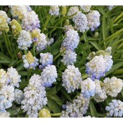 Perlehyacint Nature's Beauty