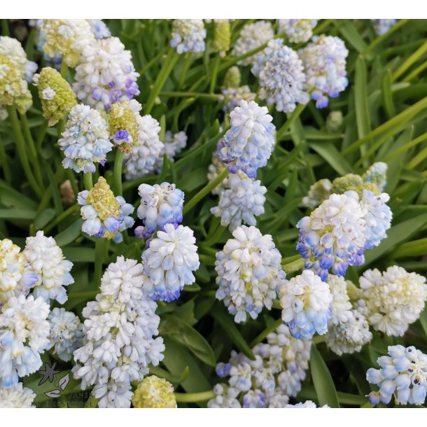 Perlehyacint Nature's Beauty