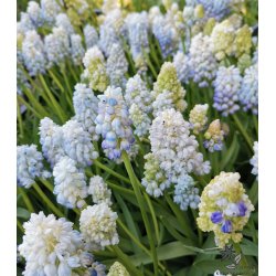 Perlehyacint Nature's Beauty