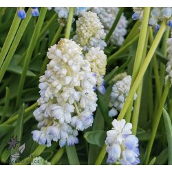 Perlehyacint Nature's Beauty