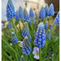 Perlehyacint Ocean Magic