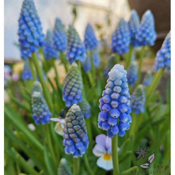 Perlehyacint Ocean Magic