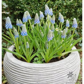 Perlehyacint Ocean Magic