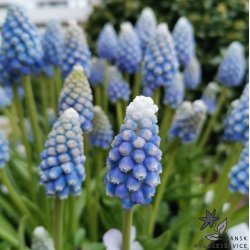 Perlehyacint Ocean Magic