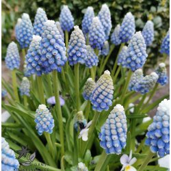 Perlehyacint Ocean Magic