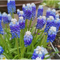 Perlehyacint Ocean Magic