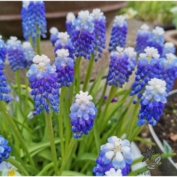 Perlehyacint Ocean Magic