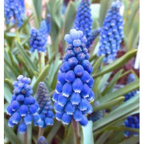Perlehyacint Blue Moon