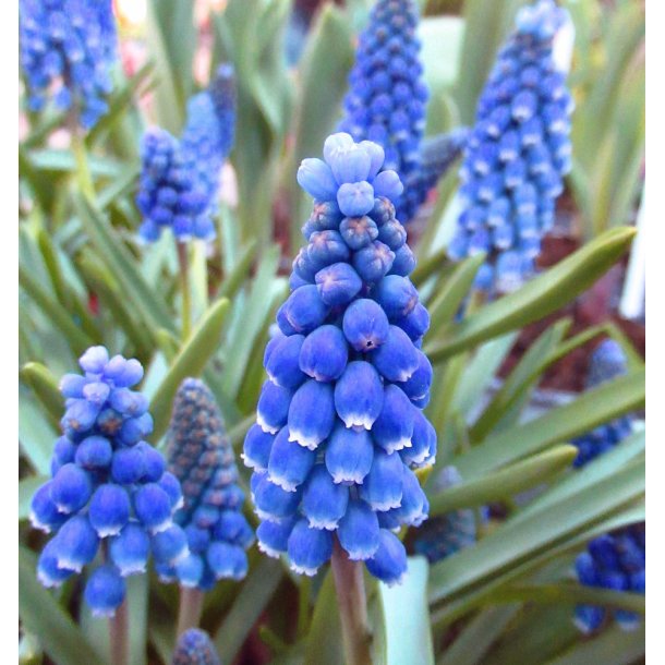 Perlehyacint Blue Moon