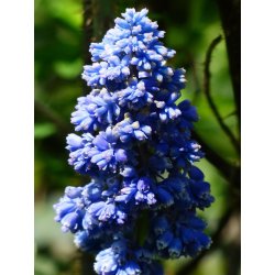 Perlehyacint, Blue Spike