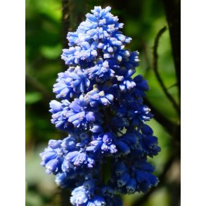 Perlehyacint, Blue Spike