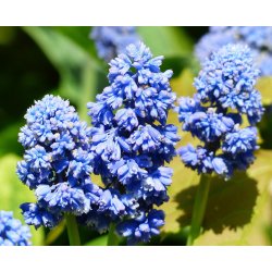 Perlehyacint, Blue Spike