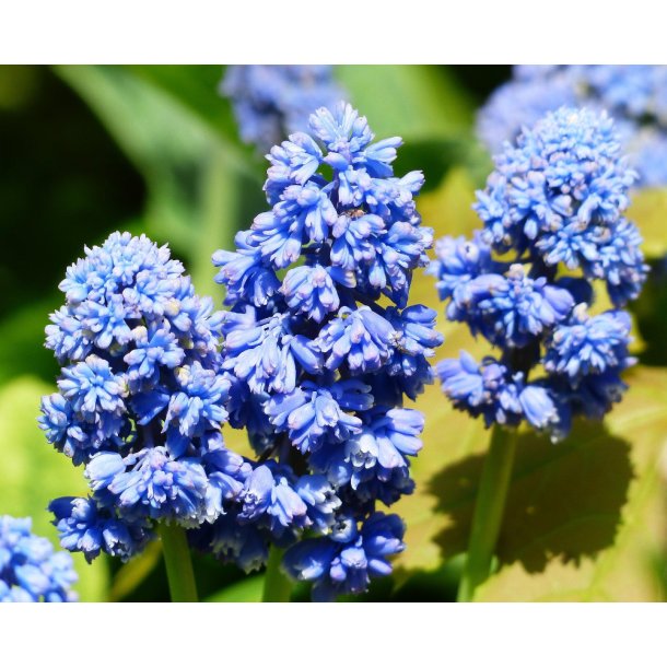 Perlehyacint, Blue Spike