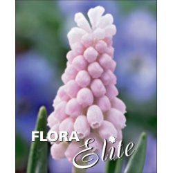 Perlehyacint Pink Sunrise