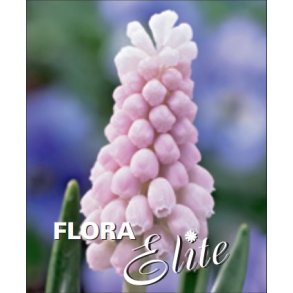 Perlehyacint Pink Sunrise