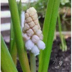 Perlehyacint Pink Sunrise