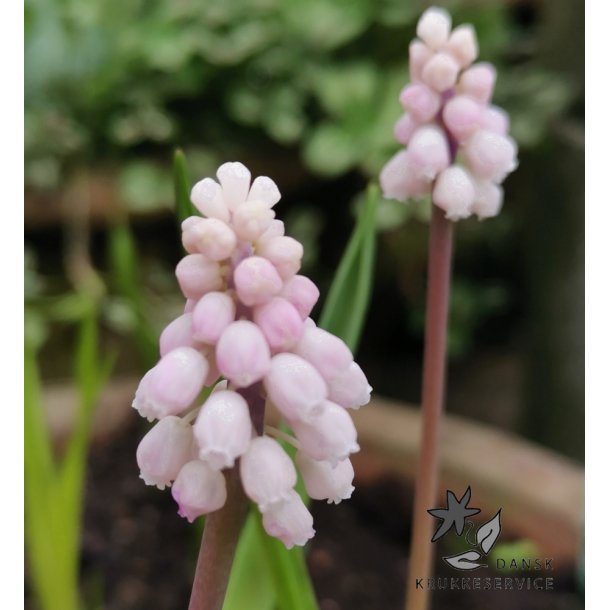 Perlehyacint Pink Sunrise