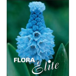 Perlehyacint Azureum