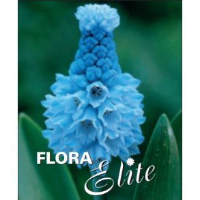 Perlehyacint Azureum