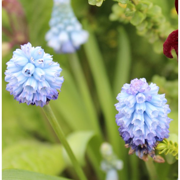 Perlehyacint Azureum