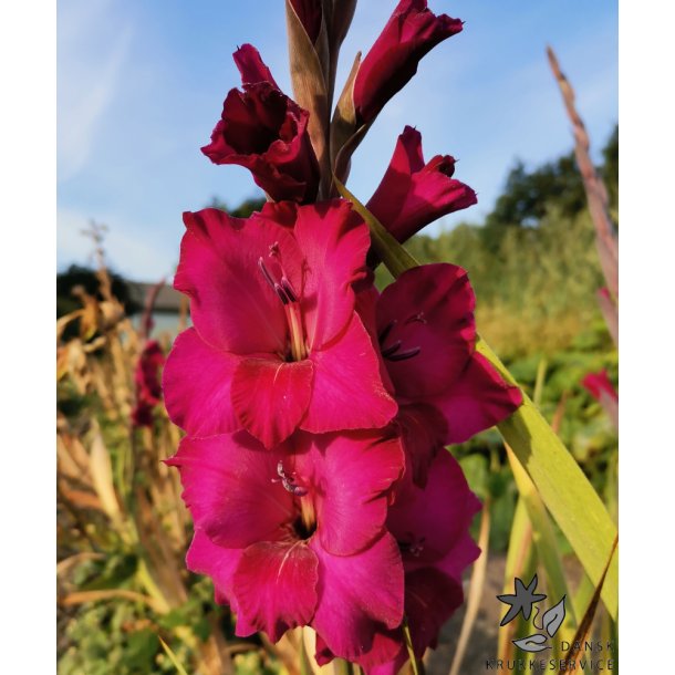Gladiolus Natan