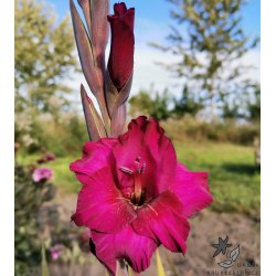 Gladiolus Natan