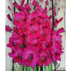 Gladiolus Natan
