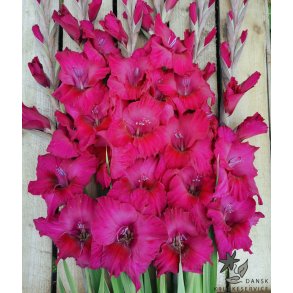Gladiolus Natan