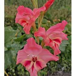 Gladiolus Nathalie
