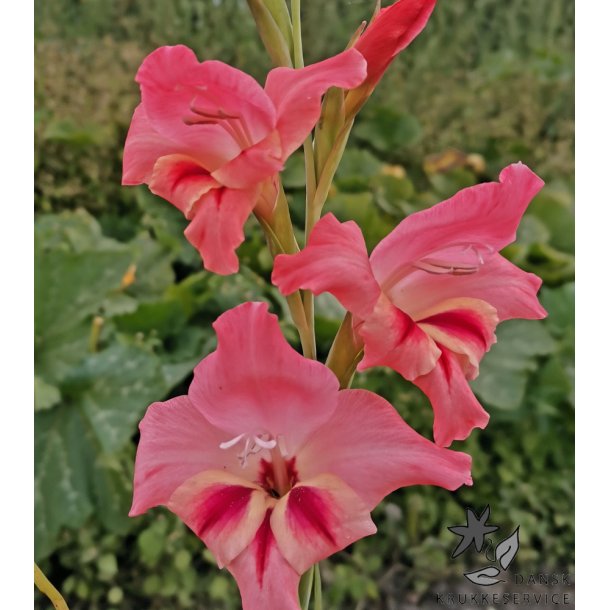 Gladiolus Nathalie