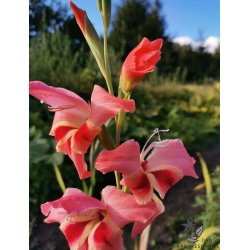 Gladiolus Nathalie