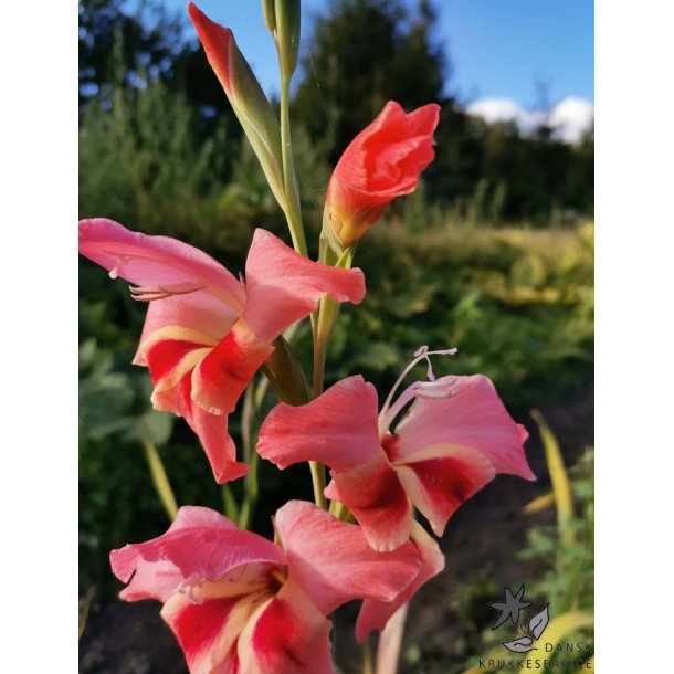 Gladiolus Nathalie