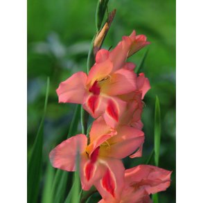 Gladiolus Nathalie