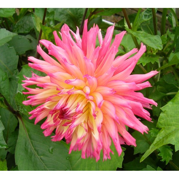 Dahlia Nenekazi