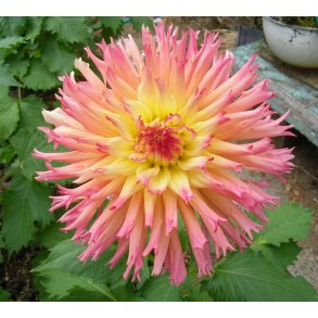 Dahlia Nenekazi