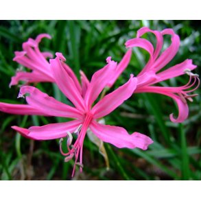 Nerine 'Favourite'