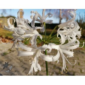 Nerine 'Like a Virgin'