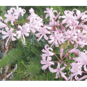 Nerine 'Vesta K'