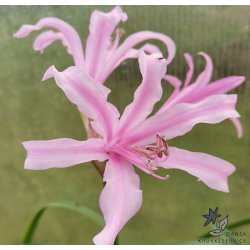 Nerine bowdenii