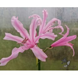 Nerine bowdenii