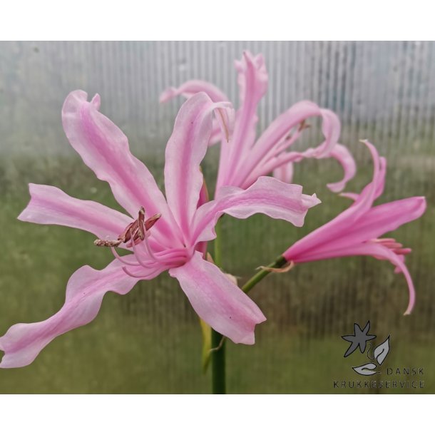 Nerine bowdenii