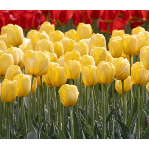 Tulipan Novi Sun