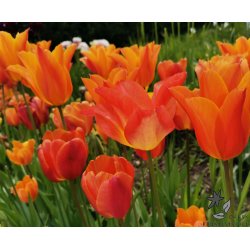 Tulipanblanding Orange Blast
