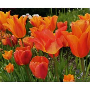 Tulipanblanding Orange Blast