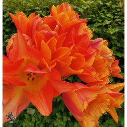 Tulipanblanding Orange Blast