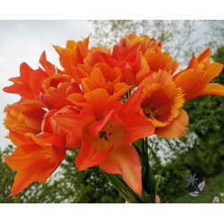 Tulipanblanding Orange Blast