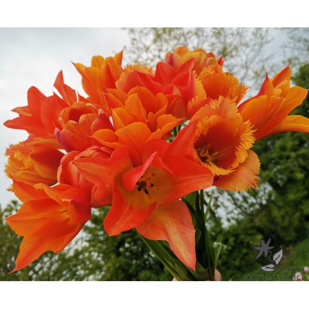 Tulipanblanding Orange Blast