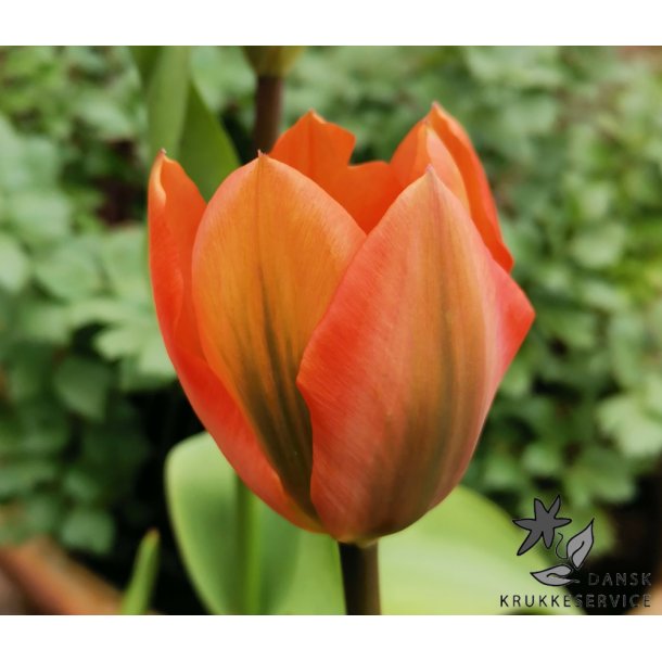 Tulipan Orange Emperor