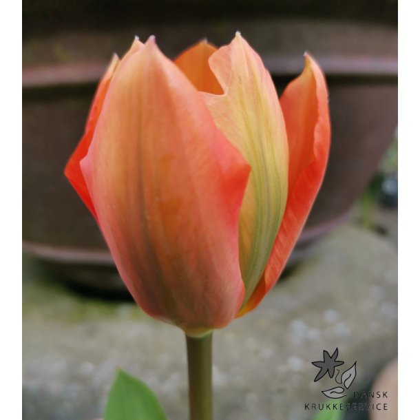 Tulipan Orange Emperor