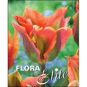 Tulipan Orange Marmelade